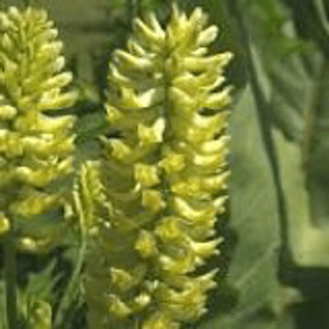 Astragale du Canada Bio - Astragalus canadensis