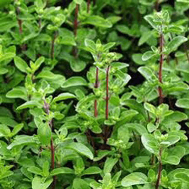 Marjolaine Officinale NT