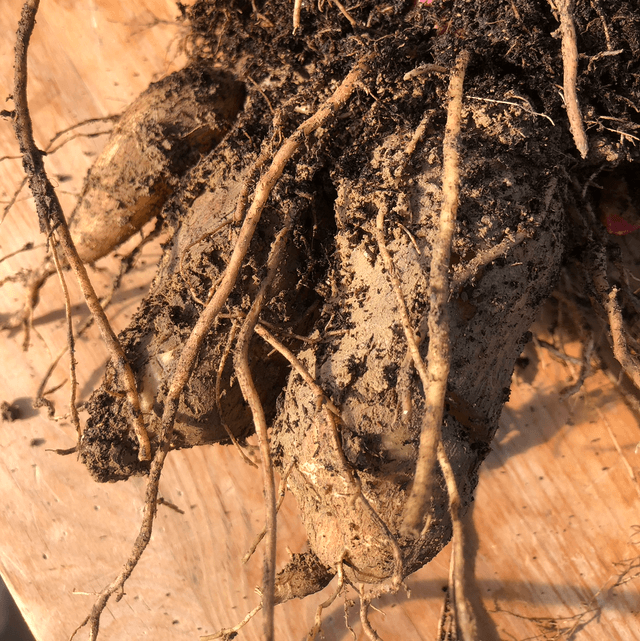 Poire de terre Bio - Yacon (Smallanthus sonchifolius)