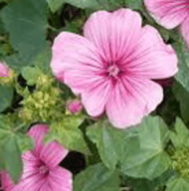 Lavatère 'Loveliness' NT - Lavatera trimestris