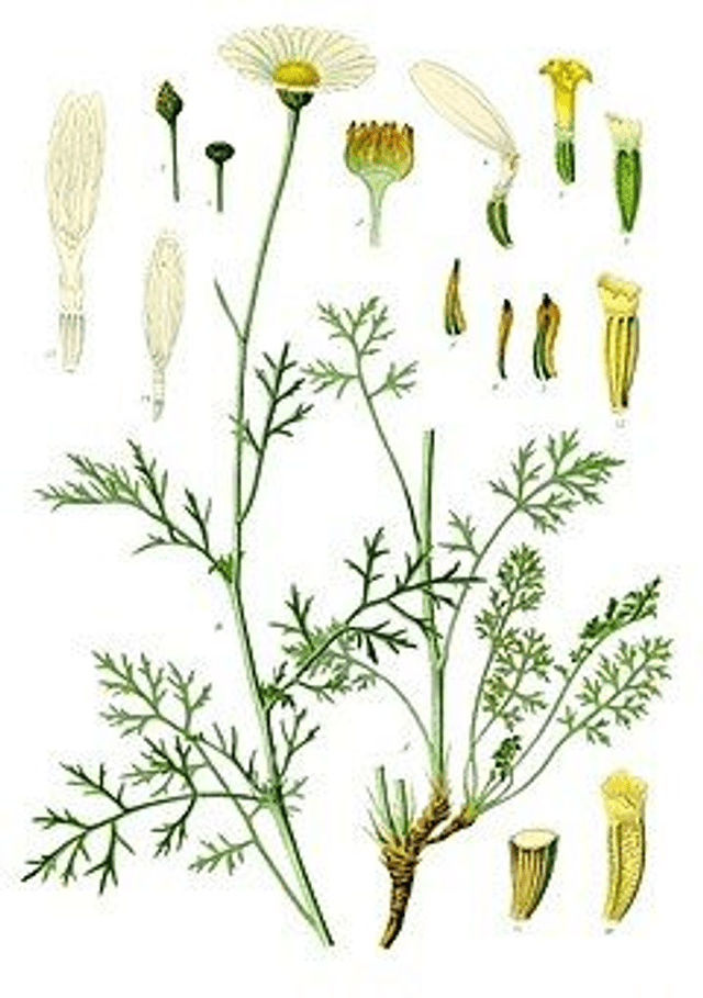 Pyrèthre de Dalmatie AB - (Tanacetum cinerariifolium) 