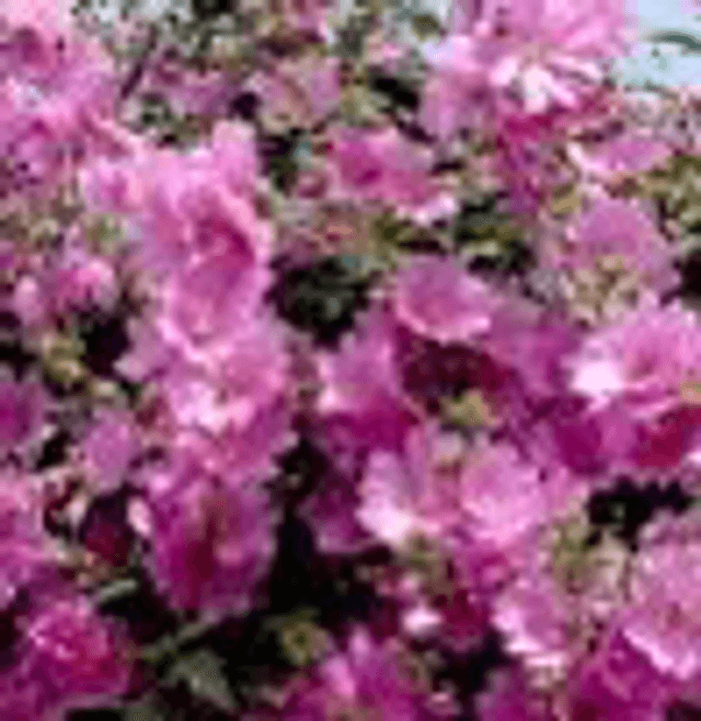 Lavatère 'Loveliness' NT - Lavatera trimestris