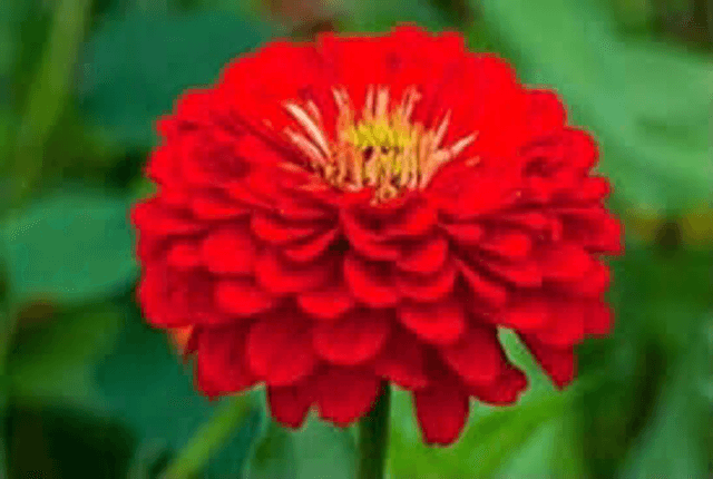 Zinnia « Red Scarlet » Bio