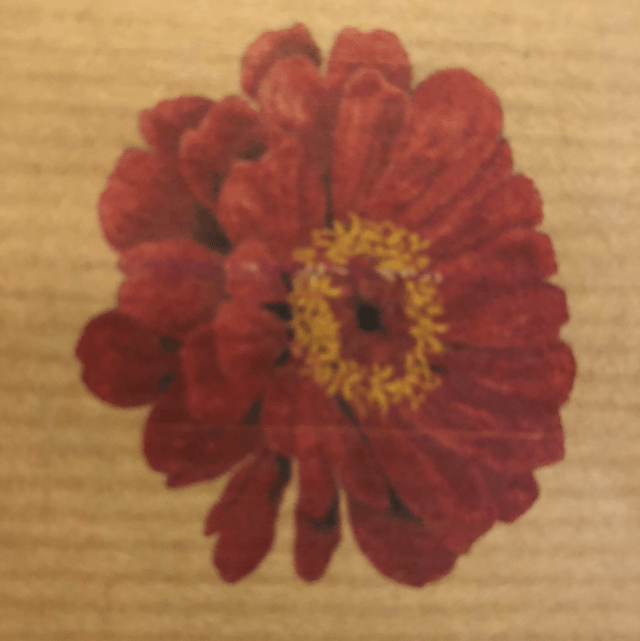 Zinnia « Red Scarlet » Bio