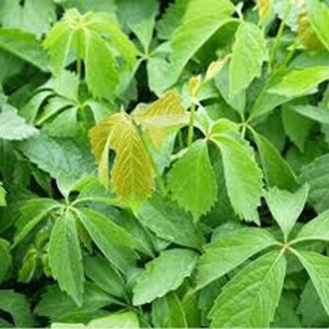 Vigne vierge 