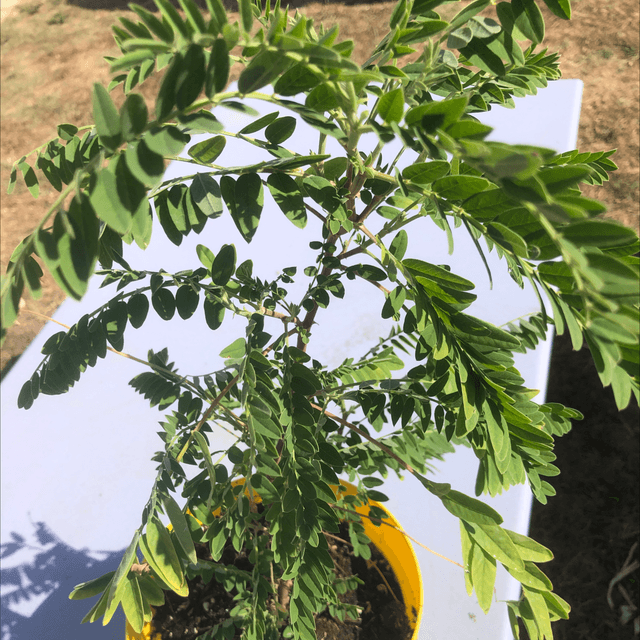 Astragale du Canada Bio - Astragalus canadensis