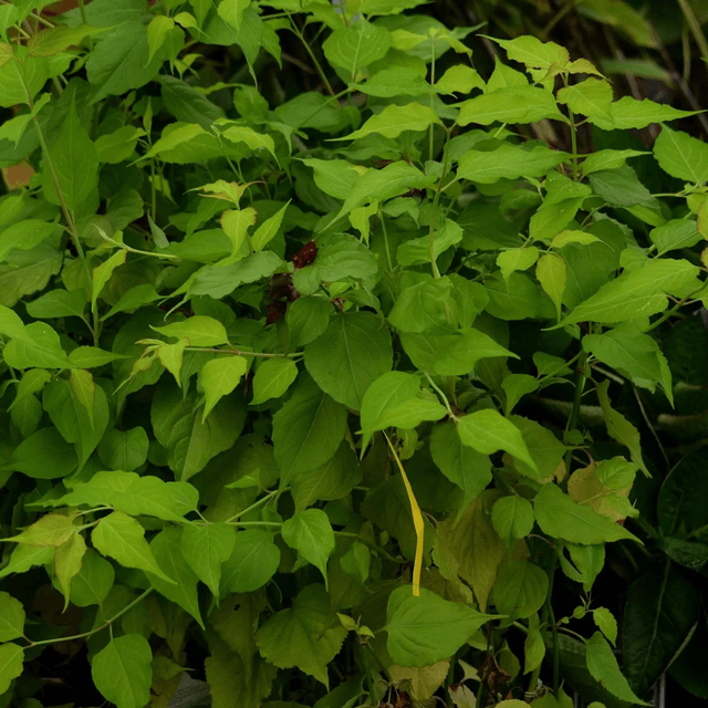 Arbre aux faisans AB - Le Leycesteria formosa 'Purple Rain' 