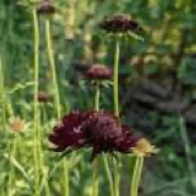 Scabieuse Noire AB - Scabiosa atropurpurea