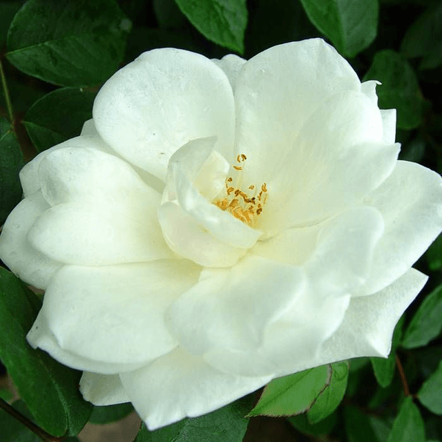 Rosier grimpant Ancien Jaune-Blanc NT