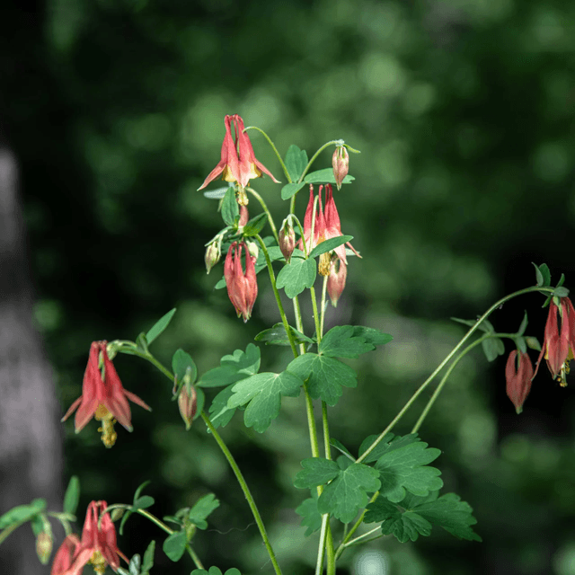 Ancolie du Canada AB - Aquilegia canadensis