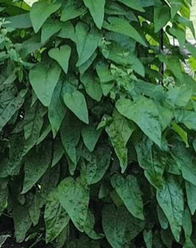 Épinard du Caucase Bio - Hablitzia tamnoides