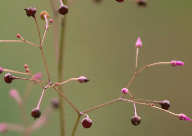 Talinum Bijoux d'Ophar AB - Talinum paniculatum