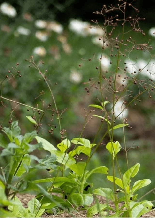 Talinum Bijoux d'Ophar AB - Talinum paniculatum