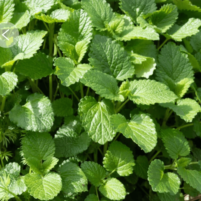 Mélisse officinale Bio - Melissa officinalis 