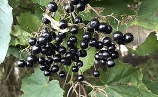 Sureau Noir AB Pot 1L