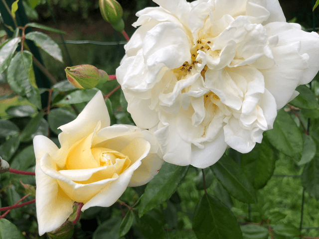 Rosier grimpant Ancien Jaune-Blanc NT