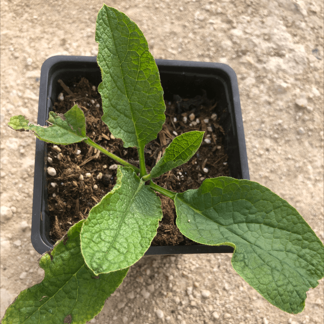 Consoude Hidecote Blue - AB