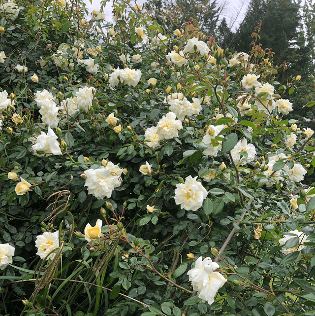 Rosier grimpant Ancien Jaune-Blanc NT