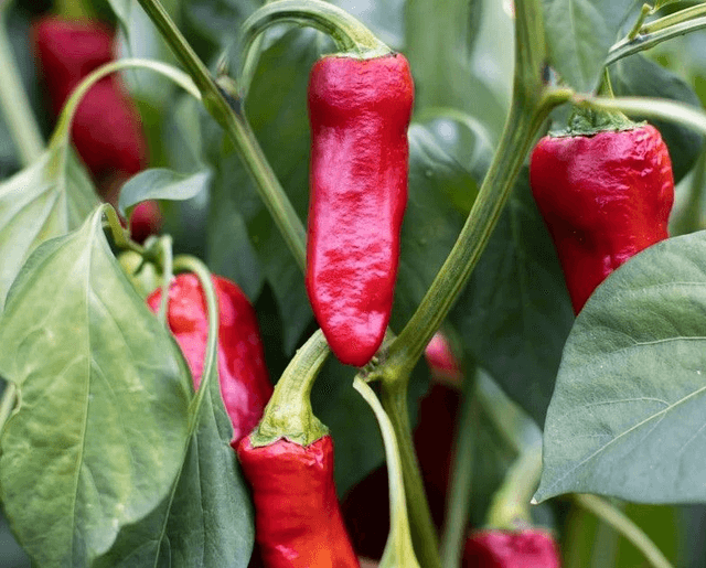 Piment Fort d'Espelette Gloria Bio