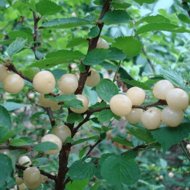 Ragouminier snovit - AB (Prunus tomentosa)