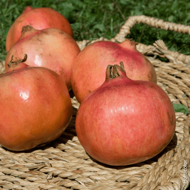 Grenadier  AB -  Punica granatum