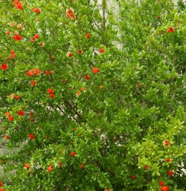 Grenadier  AB -  Punica granatum