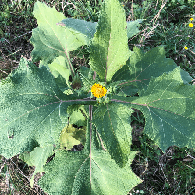 Poire de terre Bio - Yacon (Smallanthus sonchifolius)
