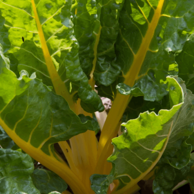Blette à carde Jaune Bio