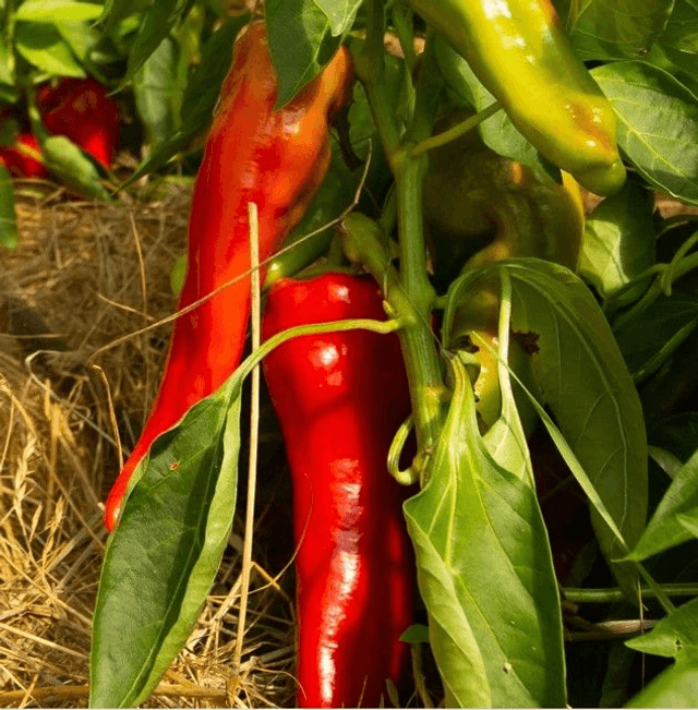 Poivron Rouge/Orange Précoce Cubanelle