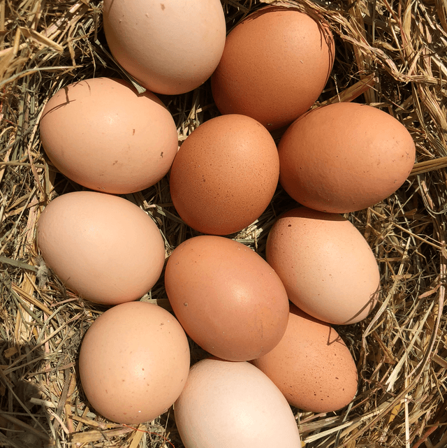 Œufs bio agroforestiers Extra-frais