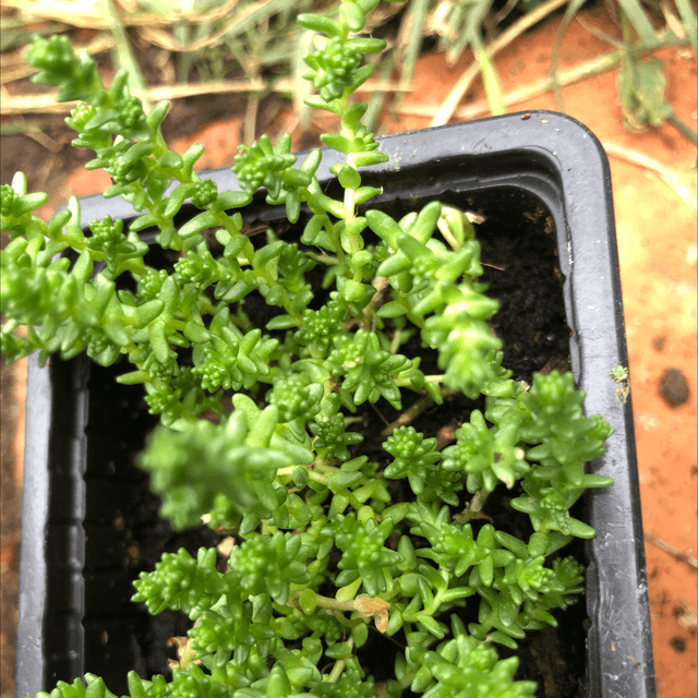 Poivre des murailles NT - Sedum âcre 