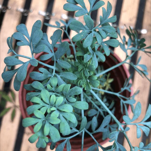 Rue NT pot 0,5L