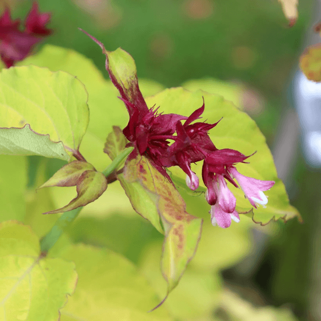 Arbre aux faisans AB - Le Leycesteria formosa &#039;Purple Rain&#039; 
