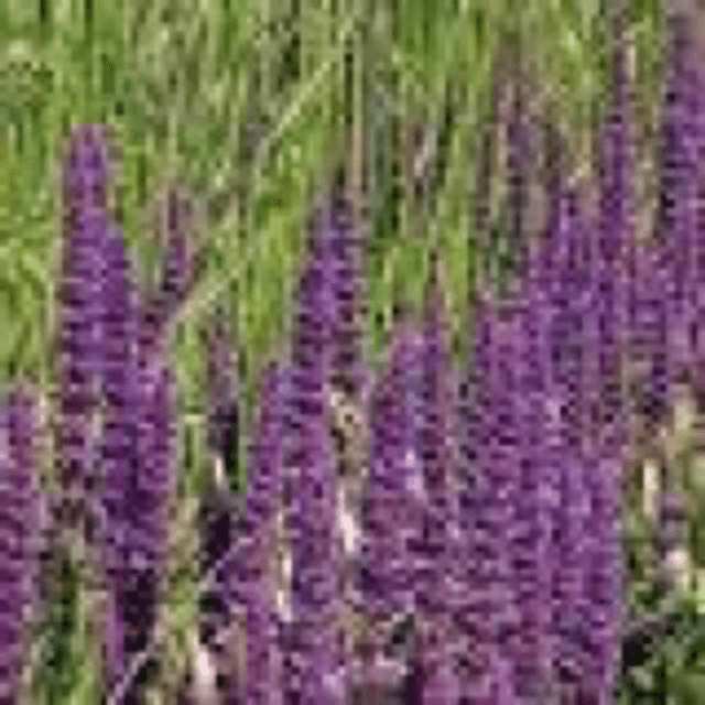 Nepeta tuberosa