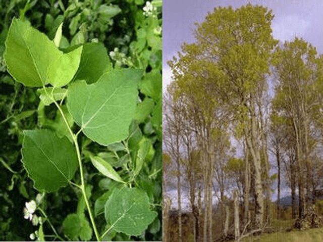 Peuplier jeune plant 1 an