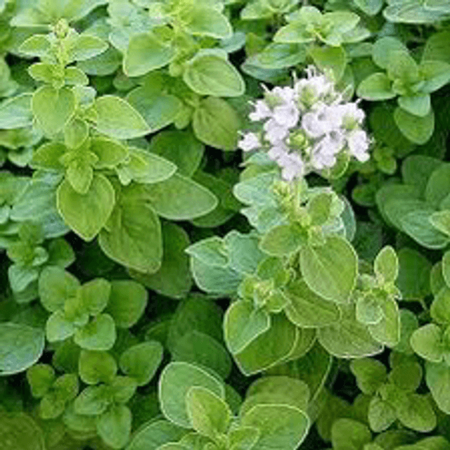 Marjolaine Officinale NT