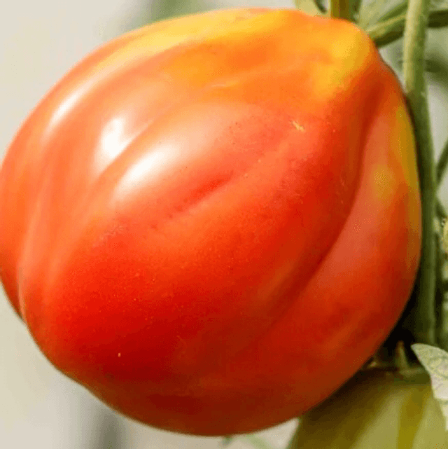 Tomate Coeur de Bœuf de Nice Bio