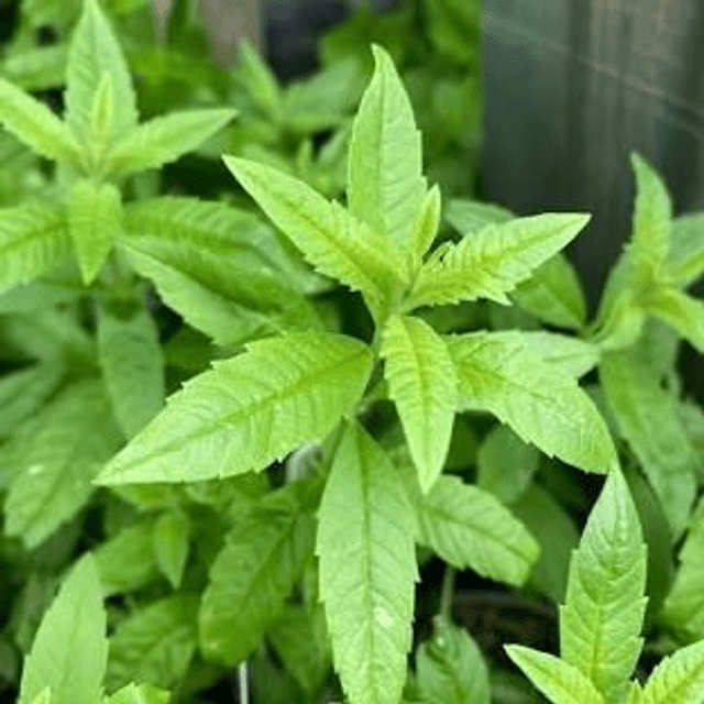 Verveine citronnelle AB - Aloysia triphylla
