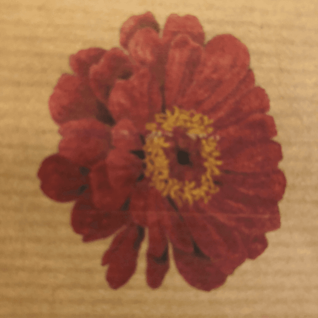 Zinnia « Red Scarlet » Bio