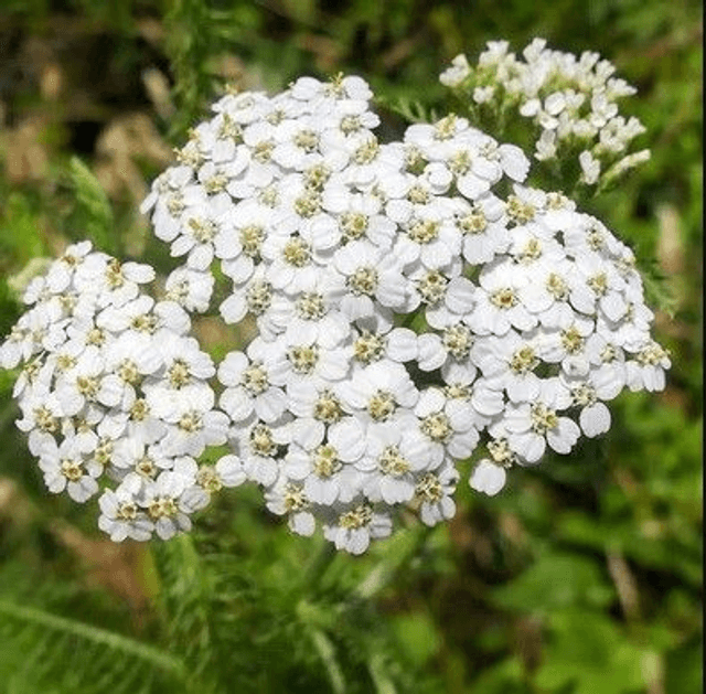 Achillée Millefeuille Bio - Achillea millefolium