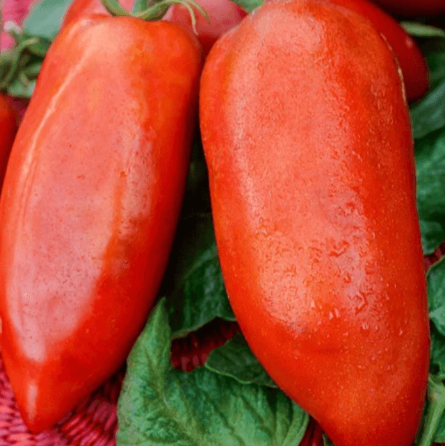 Tomate Andine Cornue (Précoce) Bio