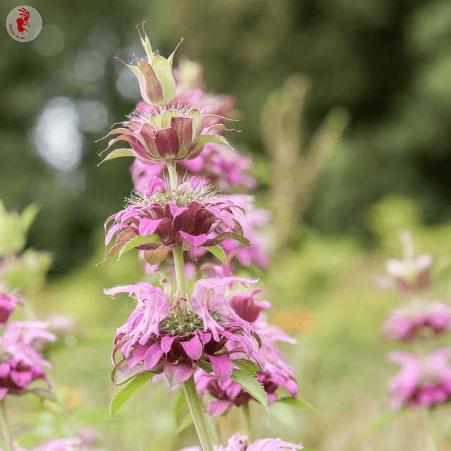 Monarde citron AB - Monarda citriodora