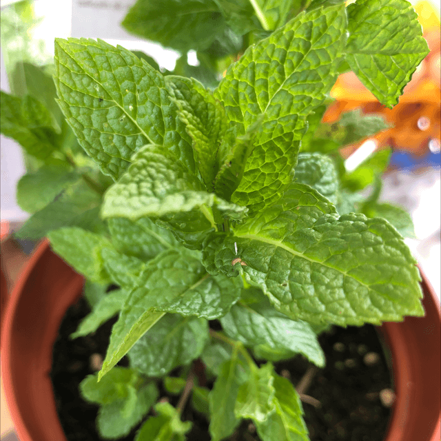Menthe marocaine grandes feuilles AB