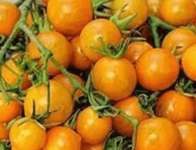 Tomate Cerise Orange Centiflor AB