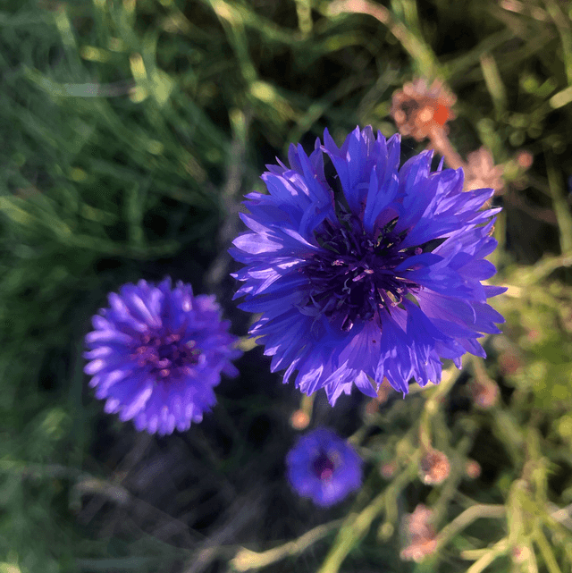 Bleuet en mélange de couleur AB
