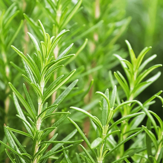 Romarin Bio