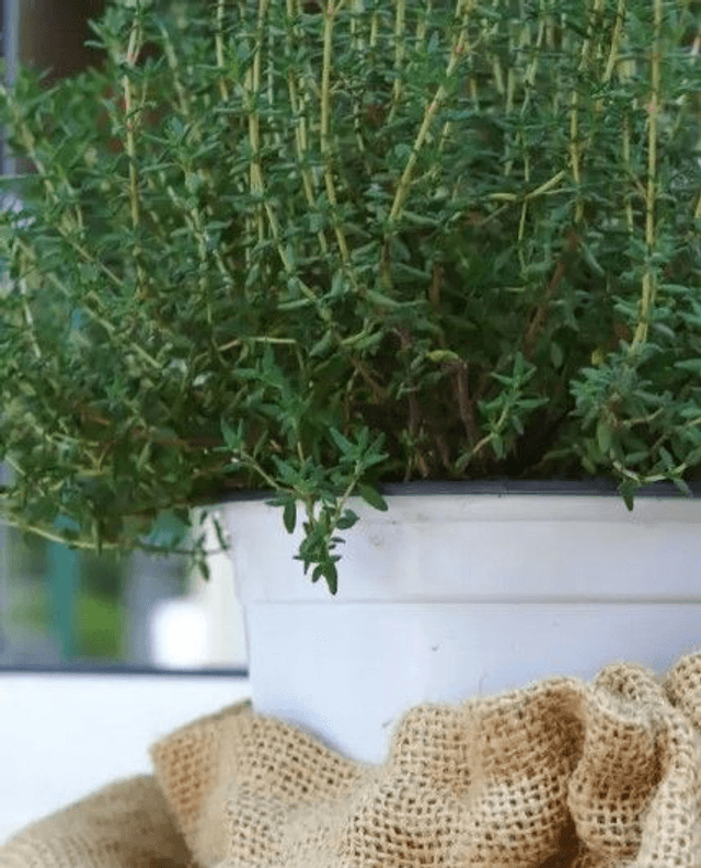 Thym D’hiver Bio - Thymus vulgaris
