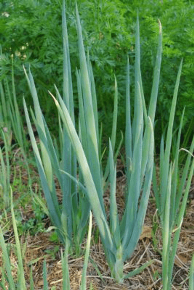Ciboule du Japon Ishikura Bio ( Allium fistulosum )