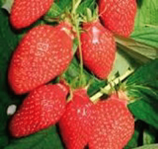 Fraisier Mamie AB