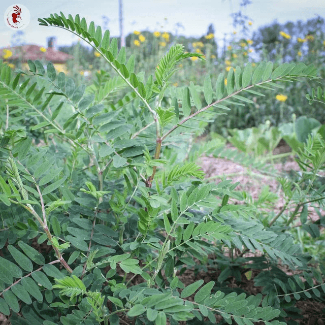 Astragale du Canada Bio - Astragalus canadensis